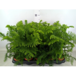 Araucaria heterophylla