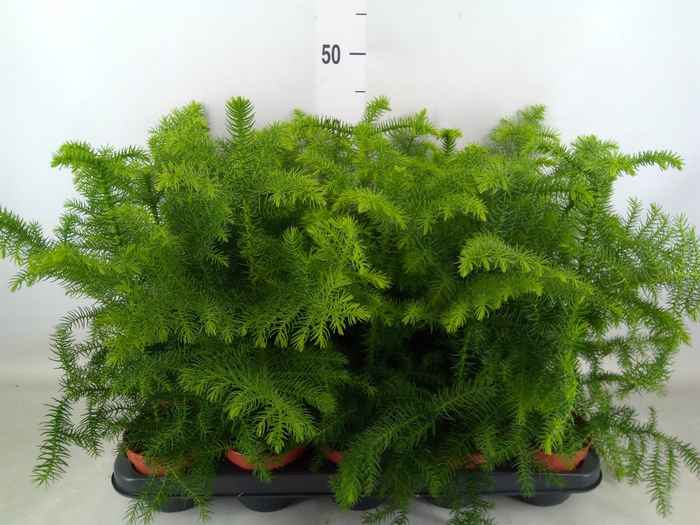 <h4>Araucaria heterophylla</h4>