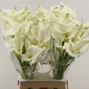 ZANT CRYSTAL BLUSH double