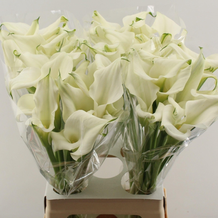 <h4>ZANT CRYSTAL BLUSH double</h4>