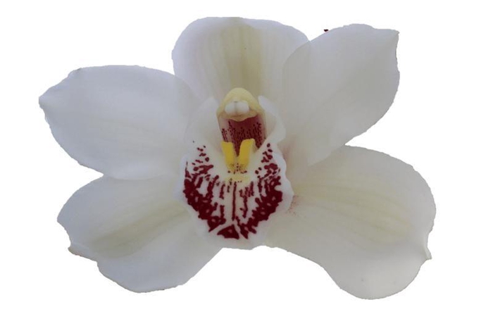 <h4>CYMB T MELINE</h4>