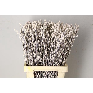 Salix Snowflake 70cm White