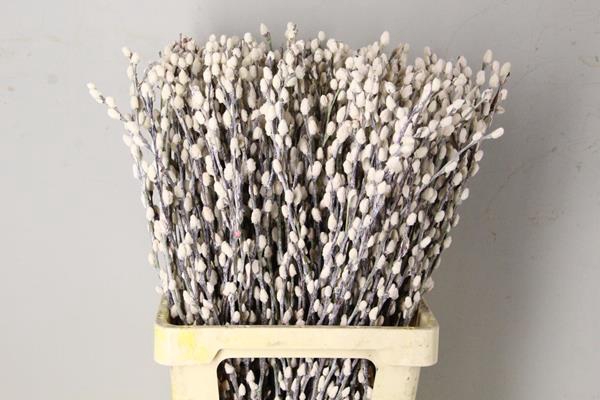 <h4>Salix Snowflake 70cm White</h4>