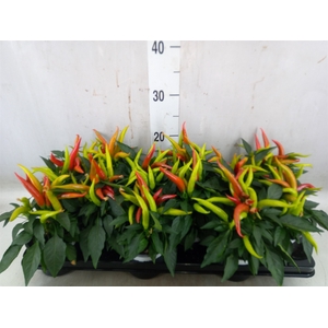Capsicum annuum 'Joker'
