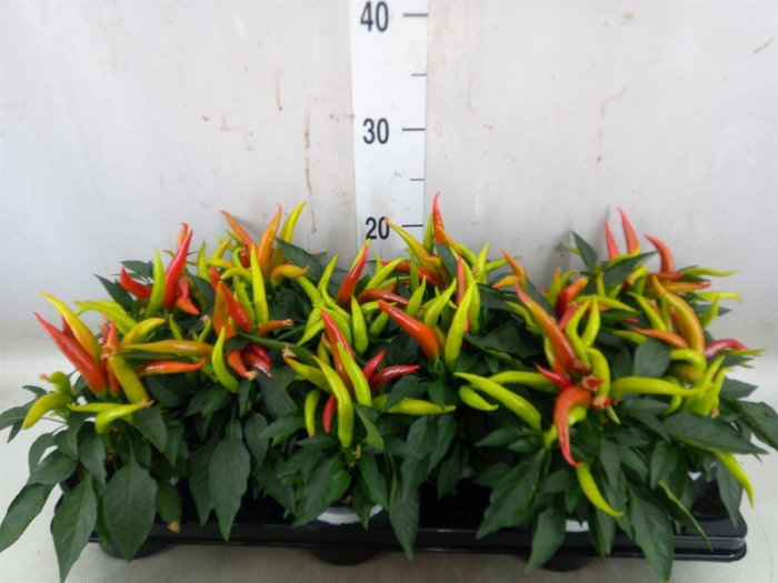 <h4>Capsicum annuum 'Joker'</h4>