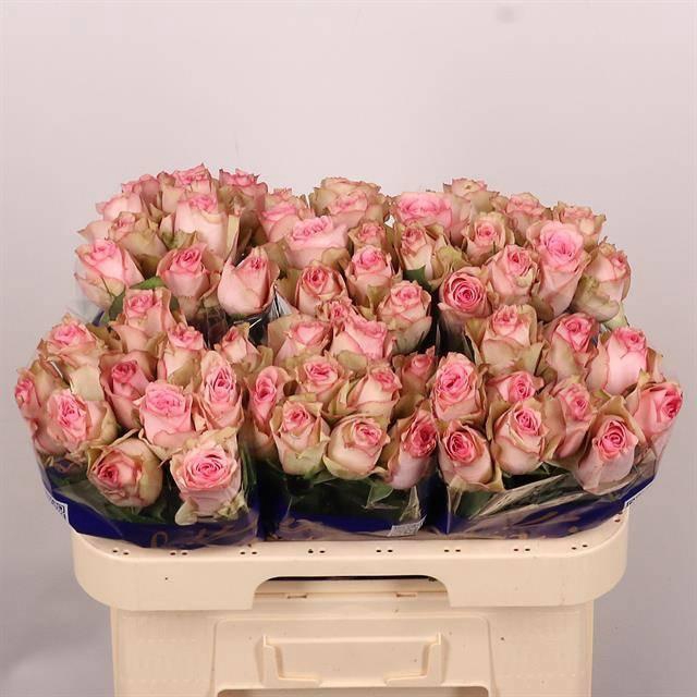 <h4>R GR PALOMA STEFFI</h4>