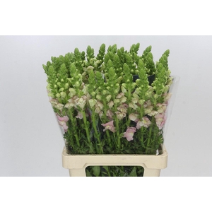 Antirrhinum Potomac Early Pink