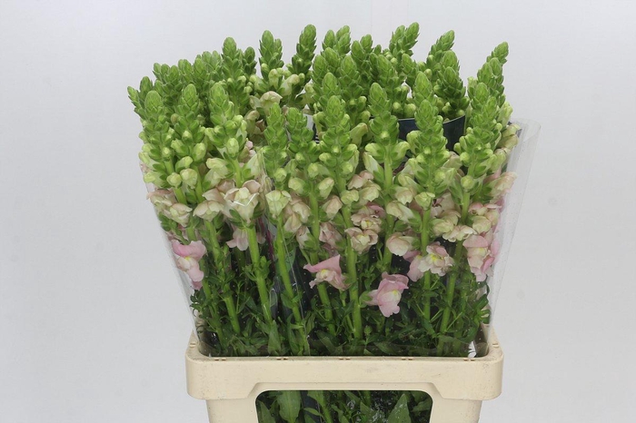 <h4>Antirrhinum Potomac Early Pink</h4>