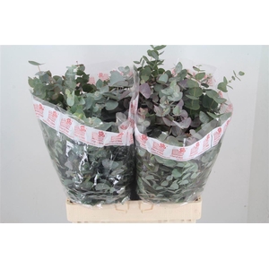 EUCALYPTUS CINEREA 200 GR.