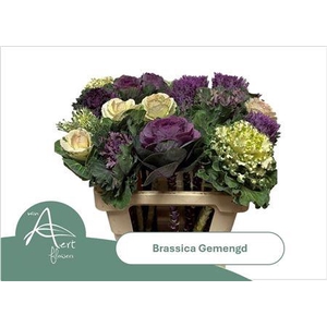 Brassica Gem