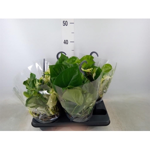 Epipremnum pinn. 'Manjula'