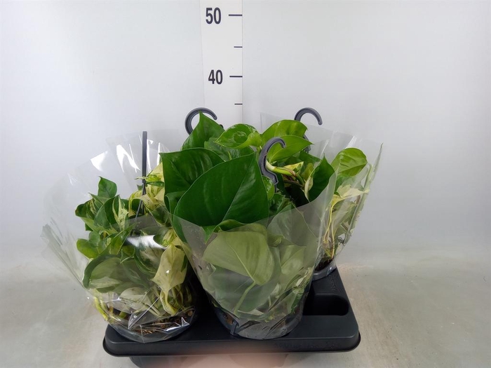 <h4>Epipremnum pinn. 'Manjula'</h4>