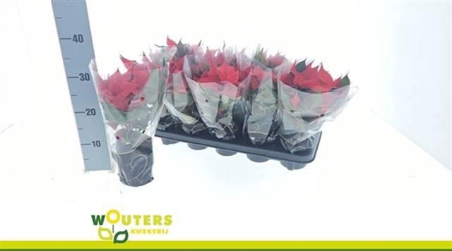 <h4>EUPHOR P CHR F RED</h4>