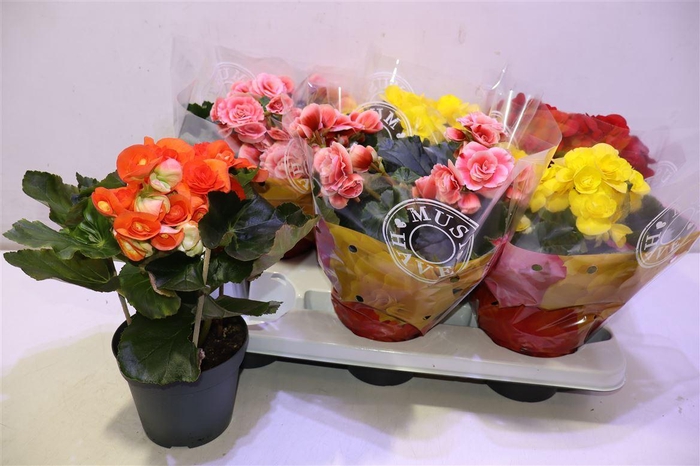 <h4>arr8 Beg Du Gem</h4>