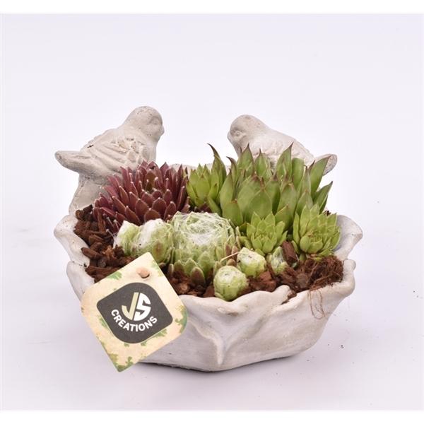 <h4>Arrangementen Sempervivum 6%</h4>
