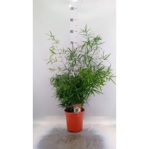 Asparagus falcatus