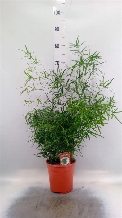 <h4>Asparagus falcatus</h4>