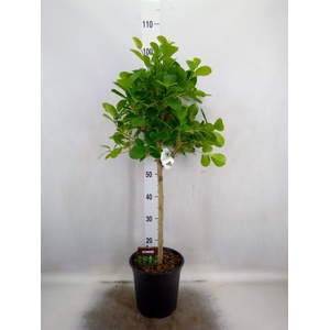 Ficus microcarpa 'Moclame'