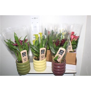 Zant Gem 4+ In Keramiek