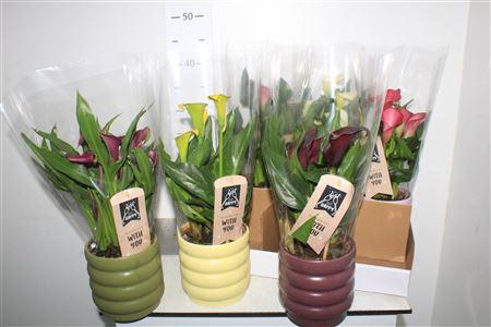 <h4>Zant Gem 4+ In Keramiek</h4>