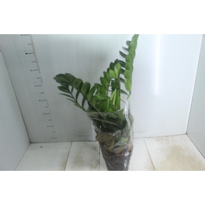 ZAMIOCULCAS P17