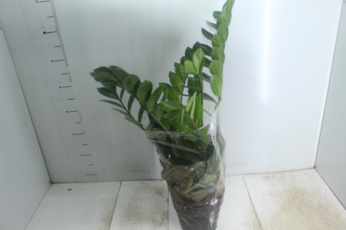 <h4>ZAMIOCULCAS P17</h4>