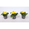 Primula ac. 'Cairo Golden Yellow'