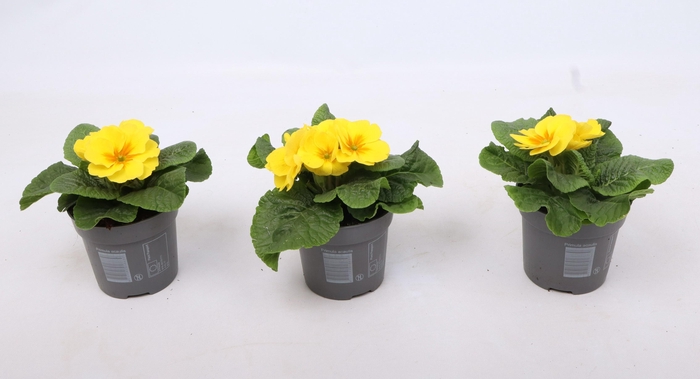 <h4>Primula Ac Op Kleur Geel</h4>