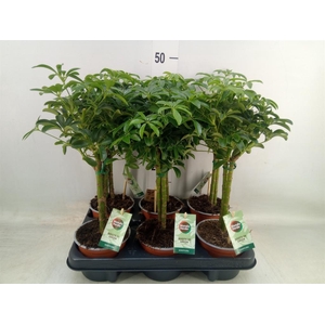 Schefflera arbor. 'Luseana'