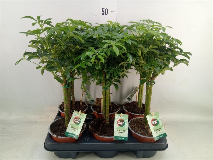 <h4>Schefflera arbor. 'Luseana'</h4>