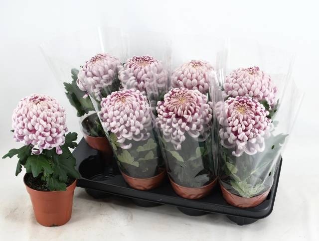 <h4>CHRYS VIENNA PINK</h4>