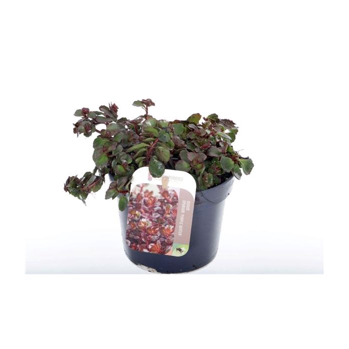 <h4>Sedum spurium Purple winter</h4>