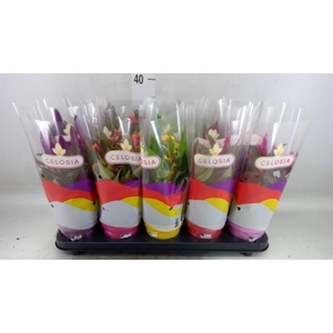 Celosia arg.   ...mix