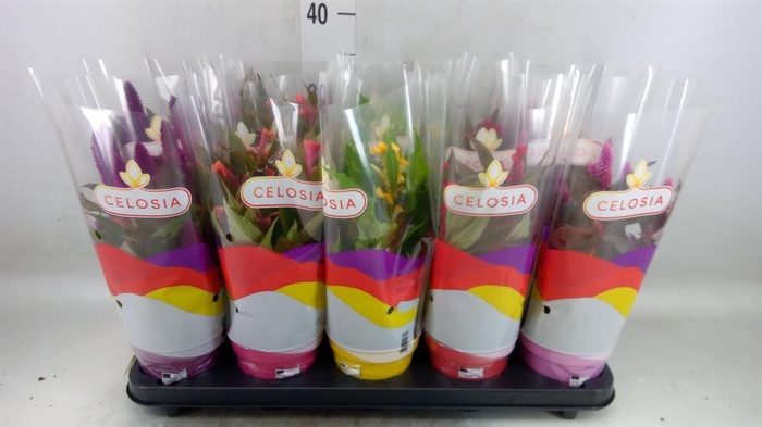 <h4>Celosia arg.   ...mix</h4>