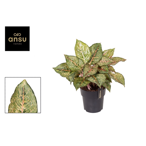 <h4>Aglaonema Pistachio Pink</h4>