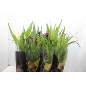 CALLA COLORIDA P14 PREMIUM