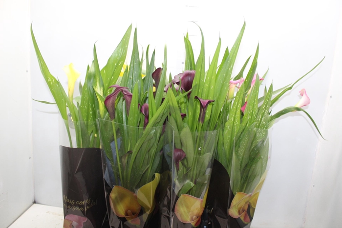 <h4>CALLA COLORIDA P14 PREMIUM</h4>