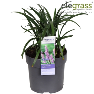 Liriope muscari 'Ingwersen' P14