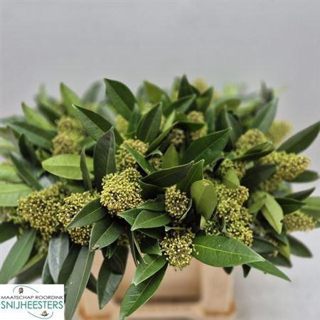 <h4>Skim C Kew Green Bs</h4>