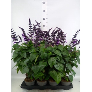 Salvia  'Purple and Bloom'