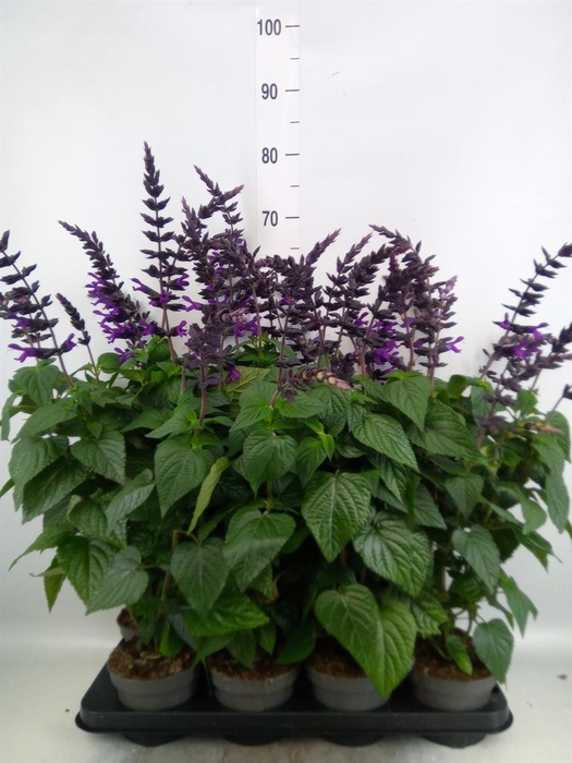 <h4>Salvia  'Purple and Bloom'</h4>