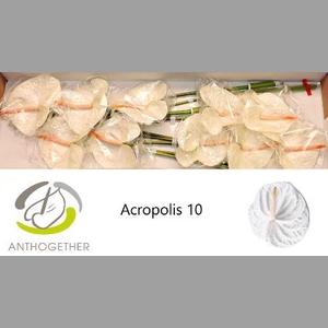 ANTH A ACROPOLIS