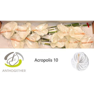 Anthurium Acropolis