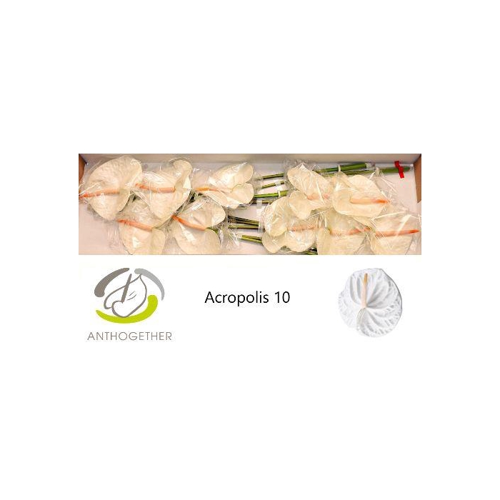 <h4>Anth A Acropolis</h4>