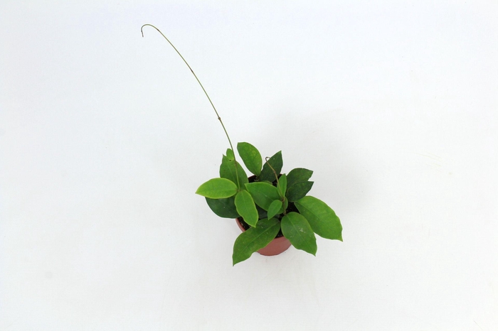 <h4>Hoya Patricia 12 cm</h4>