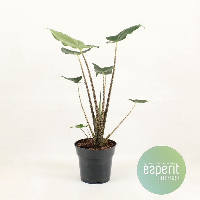 <h4>Alocasia Zebrina Siberian Tiger</h4>