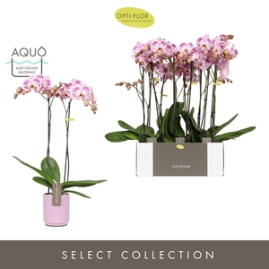 Phalaenopsis overig