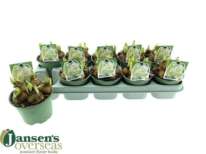 <h4>NARC D BRIDAL CROWN</h4>