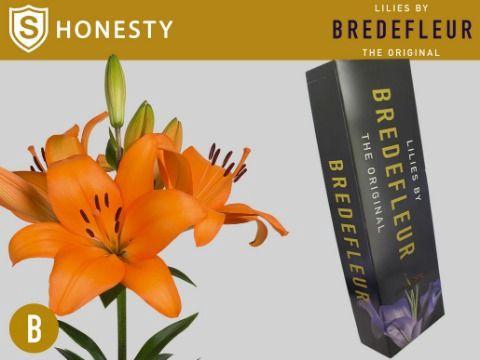 <h4>LI LA HONESTY SUPRA QUALITY BOX</h4>