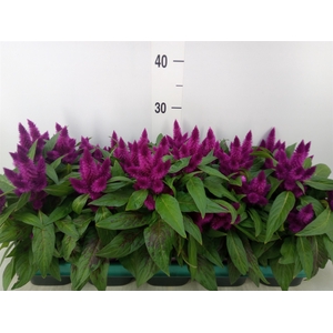 Celosia spic. 'Intenz'